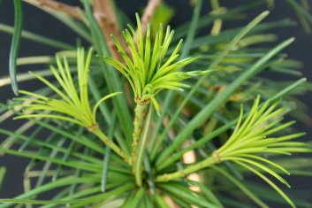 Umbrella Pine SEE Sciadopitys