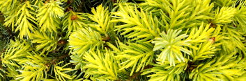 z Conifer Picea omorika Peve Tijn