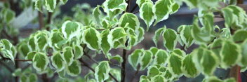 z Cornus kousa var chinensis Samaritan