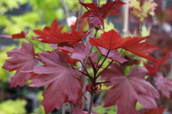 Acer platanoides Purple Globe