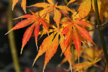 Acer palmatum Kurabu yama