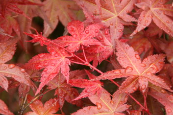 Acer palmatum Chishio Improved (Also see Shishio Improved)