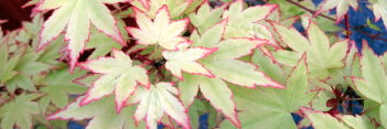 Acer shirasawanum Green Elf