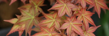 Acer palmatum Shin deshojo