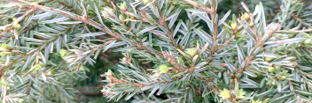 z Conifer Tsuga canadensis Moon Frost