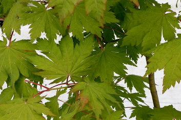 Acer pseudosieboldianum