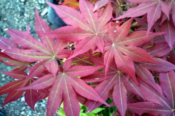 Acer palmatum Beni hoshi/ Ruby Star
