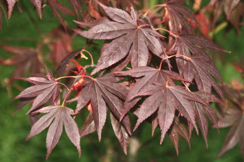 Acer palmatum Wetumpka red