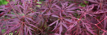 Acer palmatum Lionheart