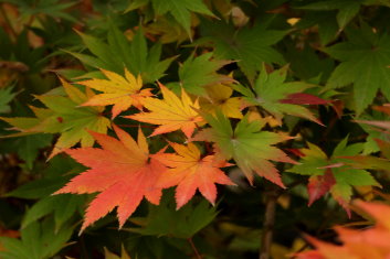 Acer sieboldianum Mikasa yama