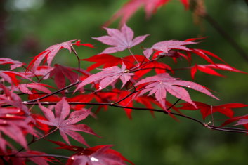 Acer palmatum Flushing