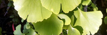 z Ginkgo biloba Girards Spreader