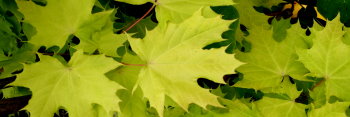 Acer platanoides Golden Globe