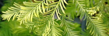 z Metasequoia glyptostroboides Blue-ish (Dawn Redwood )