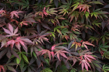 Acer palmatum Elizabeth