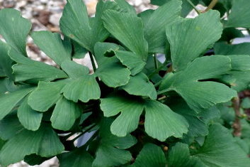 Ginkgo biloba Chris' Dwarf