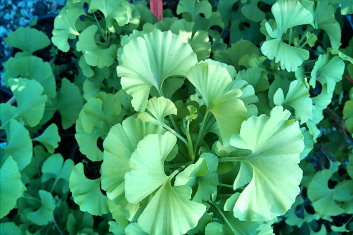 Ginkgo biloba Gnome