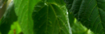 Acer tegmentosum White Tigress