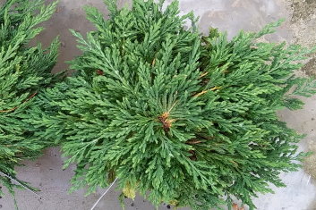 Juniperus horizontalis Pancake