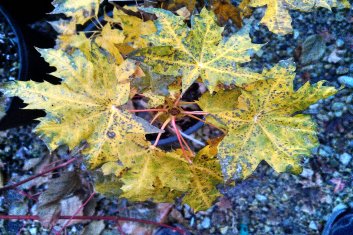 Acer platanoides Gurba