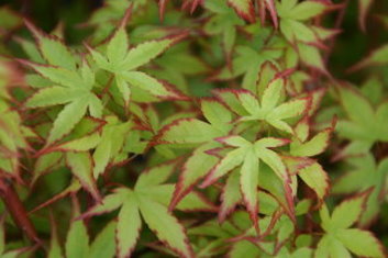 Acer palmatum Kashima / Chiba