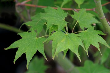 Acer palmatum Utsu semi