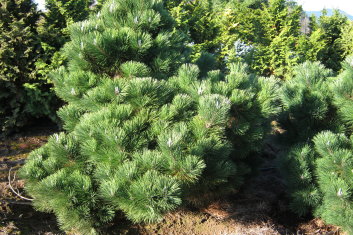 Pinus thunbergii / thunbergiana Thunderhead