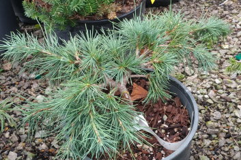 Cedrus libani Hedgehog