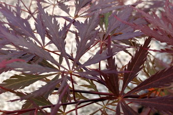 Acer palmatum Black Dragon