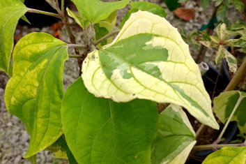 Clerodendrum trichotomum Carnival