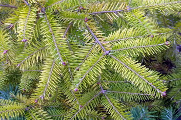 Abies balsamea Eugene's Yellow