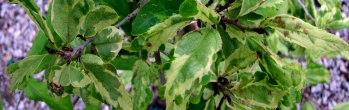 z Parrotia persica Persian Lace
