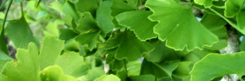 z Ginkgo biloba Magyar