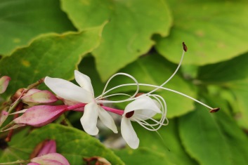 Clerodendrum trichotomum Golden Glory