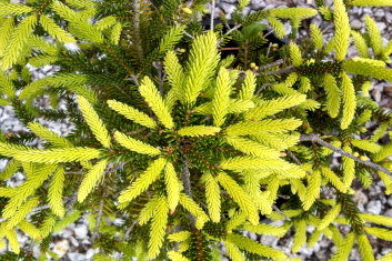 Picea orientalis Barnes