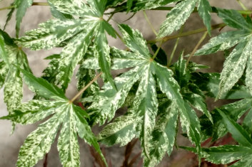 Acer palmatum Ori zuru