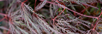 Acer palmatum Beni kumo no su (Red Spider Web)