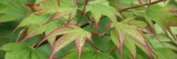 Acer palmatum Tsuma beni