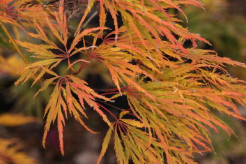 Acer palmatum Ellen