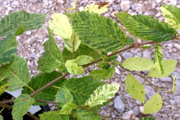 Carpinus betulus Foliis Argent. Pendula