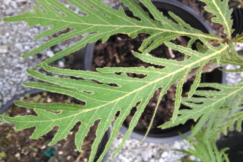 Quercus dentata Pinnatifida  (Japanese Emperor Oak)   