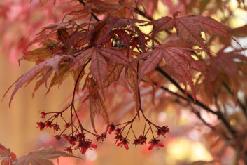 Acer palmatum Aka shigitatsu sawa