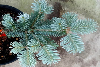 Abies lasiocarpa Glacier Blue