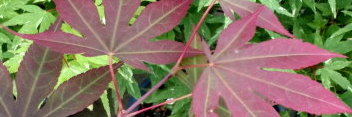 Acer palmatum Sharon
