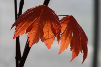 Acer japonicum Emmett’s  Pumpkin