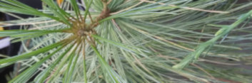 z Conifer Pinus wallichiana Frosty