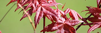 Beni maiko Japanese Maple Cultivar