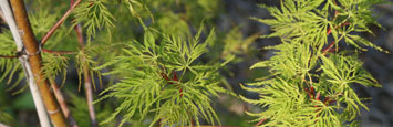 Emerald Lace Japanese Maple Cultivar