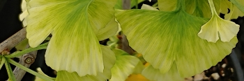 Snow Cloud Ginkgo