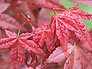 Beni komachi Japanese Maple Cultivar